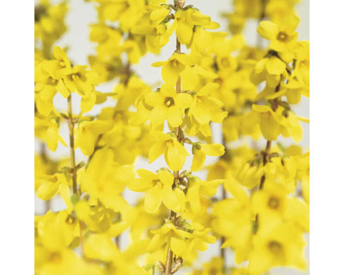 Närbild av forsythia blommor