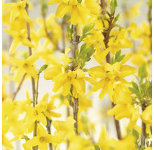 Närbild av forsythia blommor
