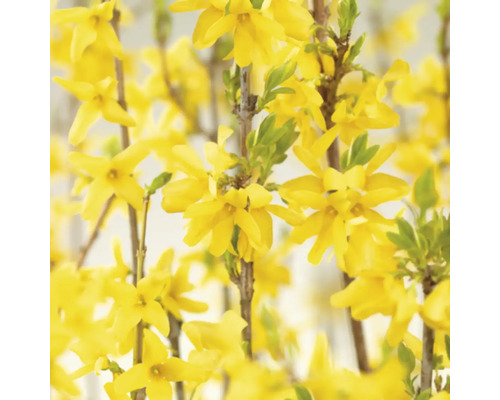 Närbild av forsythia blommor