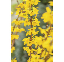 Närbild av forsythiagrenar med gula blommor.