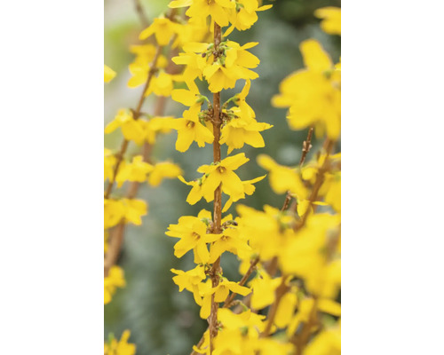 Närbild av forsythiagrenar med gula blommor.