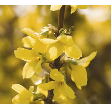 Närbild av en forsythiablomma på en gren