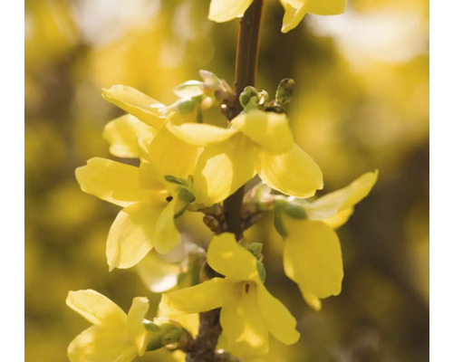 Närbild av en forsythiablomma på en gren
