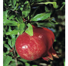 Mogen granatäpplefrukt på träd med gröna blad