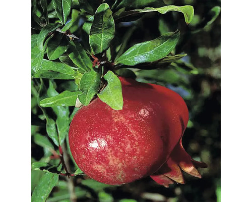 Ekologiskt granatäpple FLORASELF Bio Punica granatum 'Wonderful' 40-60cm Co 3L