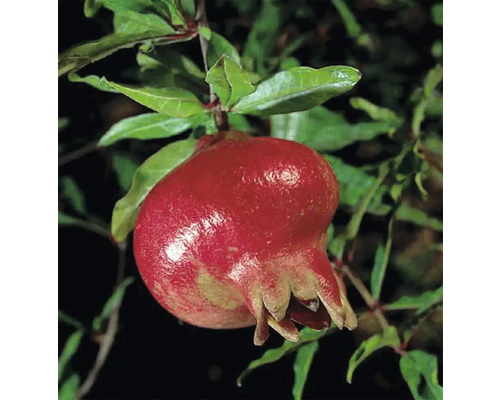 Ekologiskt granatäpple FLORASELF Bio Punica granatum 'Acco' 40-60cm Co 3L