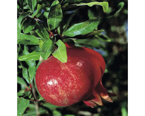 Ekologiskt granatäpple FLORASELF Bio Punica granatum 'Molar' 40-60cm Co 3L