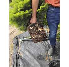 Närbild av en man som håller en ung gran med exponerade rötter.