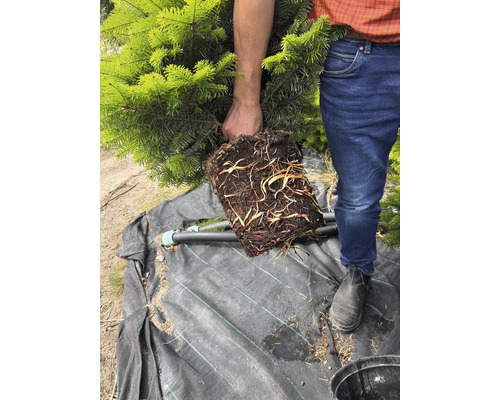 Närbild av en man som håller en ung gran med exponerade rötter.