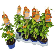 Svartöga FLORASELF Thunbergia alata totalhöjd ca 40cm krukstorlek Ø12/13cm