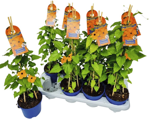 Svartöga Susanna växter i kruka