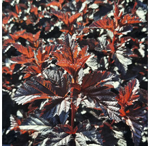 Blad av smällspirea i detalj