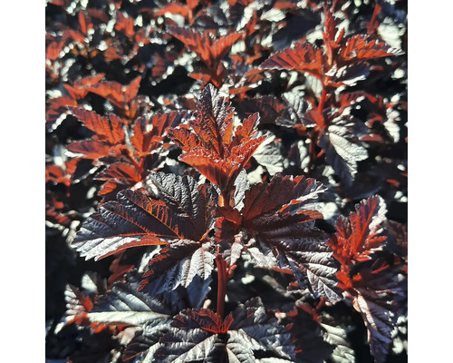 Blad av smällspirea i detalj