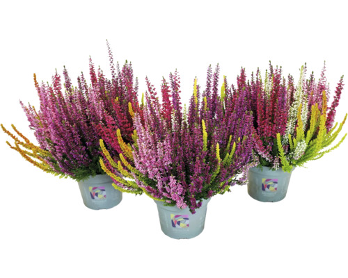 Tre krukor med Erica-ljung i olika färger