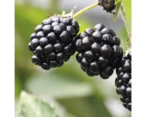Ekologiskt törnlöst björnbär Hof:Obst Rubus fruticosus 'Navaho' 30-40cm 15cm Närbild av björnbär på en växt