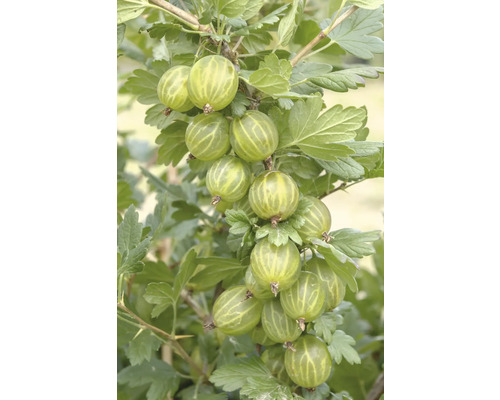 Ekologiskt grönt krusbär Hof:Obst Ribes uva-crispa 'Mucurines' 30-40cm D 15cm Gren med krusbär och blad
