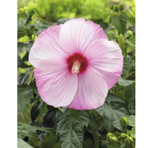 Närbild av en enda rosa hibiskusblomma med gröna blad