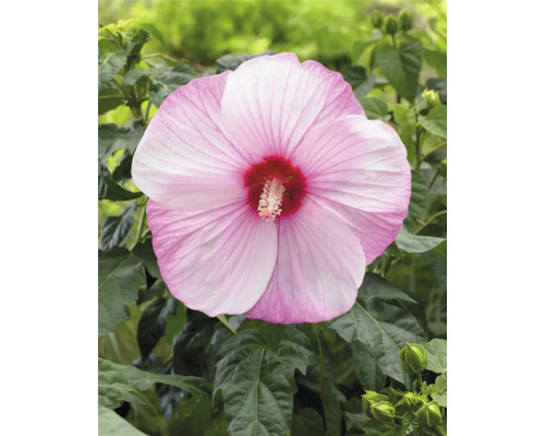 Närbild av en enda rosa hibiskusblomma med gröna blad