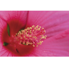 Närbild av en rosa hibiskusblomma