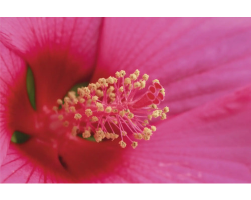Närbild av en rosa hibiskusblomma