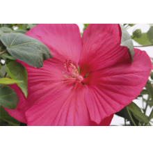 Närbild av en rosa hibiskusblomma i trädgården.