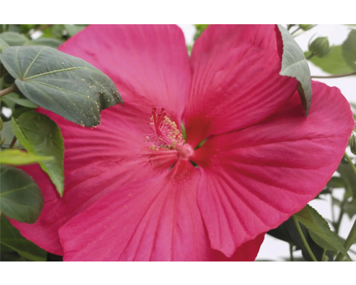 Närbild av en rosa hibiskusblomma i trädgården.