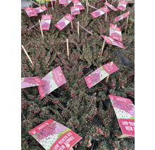 Vårljung mix FLORASELF Erica carnea 'Winterladies' krukstorlek Ø9,5cm