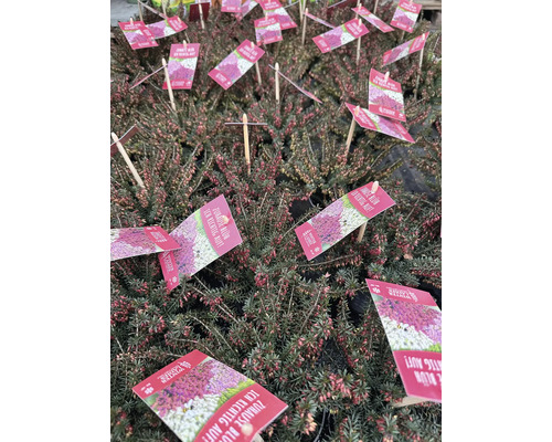 Många ljungväxter med produktetiketter.