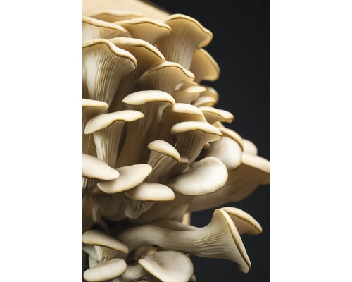 Ostronmussling i detalj