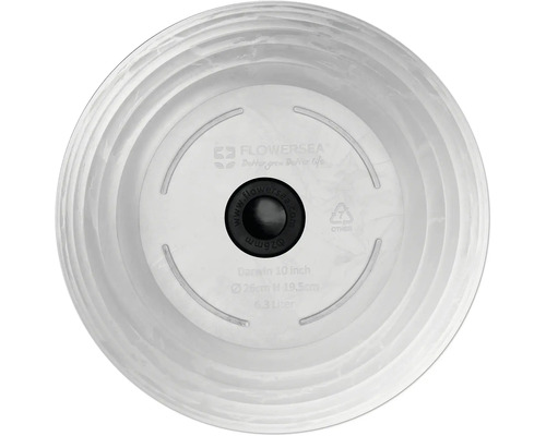 Flowersea Darwin fat, 26 cm diameter