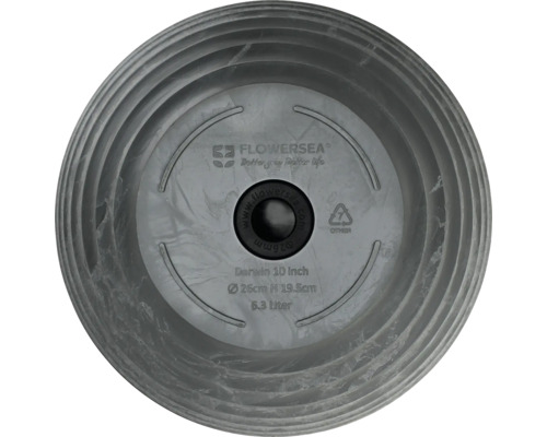 Flowersea Darwin fat 26 cm