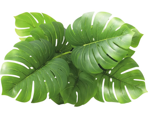 Flera gröna Monstera-blad