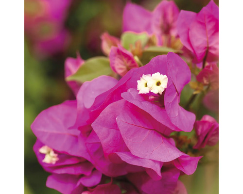 Närbild av en bougainvilleaväxt med blommor