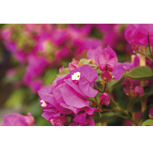 Närbild av bougainvilleablommor