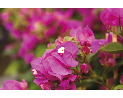 Närbild av bougainvilleablommor