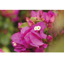 Närbild av rosa bougainvilleablommor