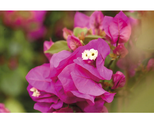 Närbild av rosa bougainvilleablommor