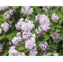 Blommande Deutzia buske med fina blommor