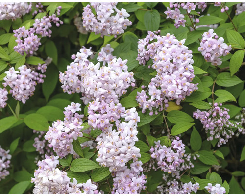 Blommande Deutzia buske med fina blommor