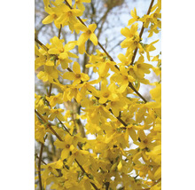 Närbild av forsythia blommor på buske