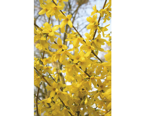 Närbild av forsythia blommor på buske
