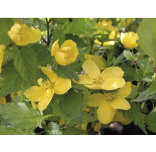 Kerria Japansk ros med gula blommor och gröna blad.
