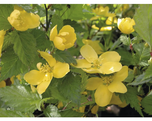 Kerria Japansk ros med gula blommor och gröna blad.
