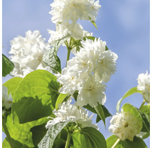 Fylld doftschersmin med vita blommor och gröna blad mot en blå himmel