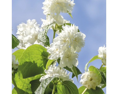 Fylld doftschersmin med vita blommor och gröna blad mot en blå himmel