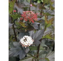 Blomställning av smällspirea med blad
