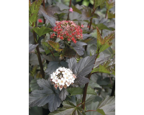 Blomställning av smällspirea med blad