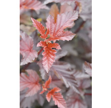 Blad av smällspirea