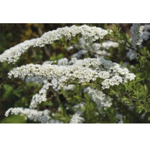 Blommande spirea i detalj