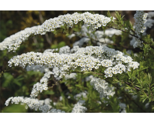 Blommande spirea i detalj